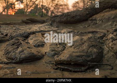 Afrikanischer Spitzzahn-Wels (Clarias gariepinus) im Schlamm in der Trockenzeit. Diese Fische können Luft atmen und helfen ihnen, in Trockenbecken in diesem stark saisonalen Ökosystem zu überleben. Gorongosa Nationalpark, Mosambik. Stockfoto