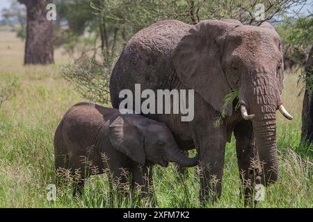 Afrikanischer Elefant (Loxodonta africana), Mutter mit Kalb, zusammen auf Nahrungssuche im Serengeti-Nationalpark, Tansania. Stockfoto