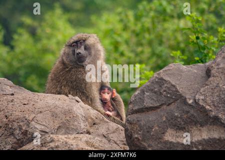 Olivenpaan (Papio anubis) Mutter und Baby, außerhalb des Lake Manyara National Park, Tansania. Stockfoto