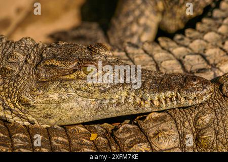 Nil-Krokodile (Crocodylus niloticus) aus nächster Nähe, sonnende Sonne, St. Lucia, Südafrika. Gefangener im St. Lucia Crocodile Centre. Stockfoto