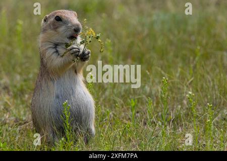 Schwarzschwanz Prairie Dog (Cynomys ludovicianus) Saskatchewan, Kanada. Juli Stockfoto