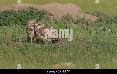 Grabeule (Athene cunicularia) Paarung am Boden, Grasslands National Park, Val Marie, Saskatchewan, Kanada. Juni Stockfoto