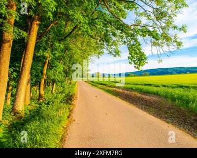 Eine asphaltierte Straße schlängelt sich an einem sonnigen Tag durch eine Reihe von Bäumen. Die Straße führt zu einem grasbewachsenen Feld in der Ferne. Stockfoto