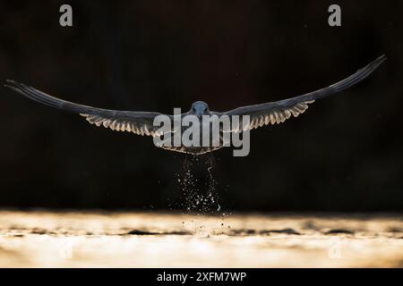 Thayer-Möwe (Larus thayeri) im Flug, Katmai, Alaska Stockfoto