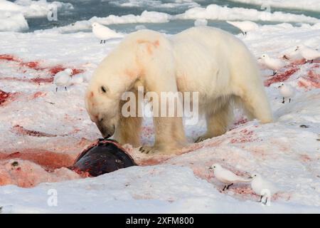 Eisbär (Ursus maritimus) ernährt sich von Robbe mit Elfenbeinmöwen (Pagophila eburnea), die bereit stehen, Svalbard, Norwegen September Stockfoto