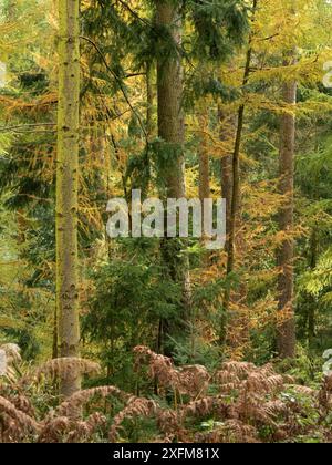 Mischwald in Mortimer Forest, Ludlow, Shropshire, Großbritannien Stockfoto