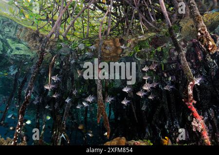 Orbiculate Kardinalfische (Sphaeramia orbicularis), die zwischen den Wurzeln der Mangroven (Rhizophora sp.) Schutz bieten Mangrove Ridge, Yanggefo Island, Raja Ampat, West Papua, Indonesien. Stockfoto