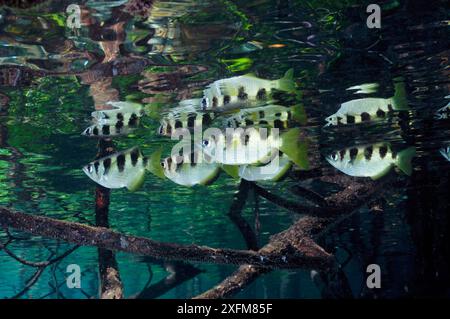 Archer Fish (Toxotes jaculatrix) in Mangroven (Rhizophora sp.) Mangrove Ridge, Yanggefo Island, Raja Ampat, West Papua, Indonesien, März 2016 Stockfoto