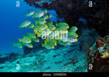 Gemischte Schule von Ribbon Sweetlips (Plectorhinchus polytaenia) und Diagonal-banded Sweetlips (Plectorhinchus lineatus) Arborek, Dampier Strait, Raja Ampat, West Papua, Indonesien, März 2016 Stockfoto