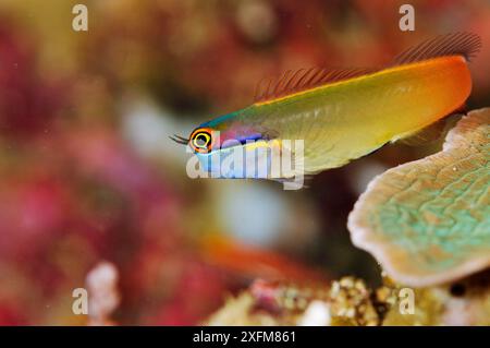 Tailspot Blenny (Ecsenius stigmatura) Aljui Bay, Raja Ampat, West Papua, Indonesien, März 2016 Stockfoto