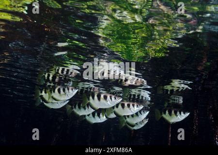 Archer Fish (Toxotes jaculatrix) in Mangroven (Rhizophora sp.) Mangrove Ridge, Yanggefo Island, Raja Ampat, West Papua, Indonesien, März 2016 Stockfoto