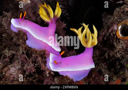 Nacktschnecke (Hypselodoris apolegma), Paar Lembeh-Straße, Nord-Sulawesi, Indonesien Stockfoto