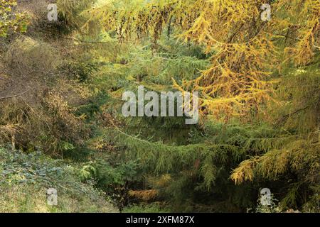 Mischwald in Mortimer Forest, Ludlow, Shropshire, Großbritannien Stockfoto