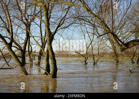 Weiden (Salix sp.) Fransen am Fluss Avon teilweise nach Wochen der Regen überschwemmt es verursachte seinen Banken, Lacock, Wiltshire, UK, Firma zu platzen Stockfoto