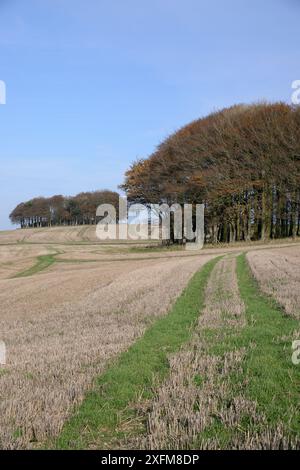 Klumpen der Buche (Fagus sylvatica) und geerntete Ackerkulturen Feld auf dem Höhenweg alten Anschluss- und Ferngespräche weg, Marlborough Downs, Wiltshi Stockfoto