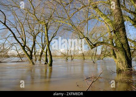 Weiden (Salix sp.) Fransen am Fluss Avon teilweise nach Wochen der Regen überschwemmt es verursachte seinen Banken, Lacock, Wiltshire, UK, Firma zu platzen Stockfoto