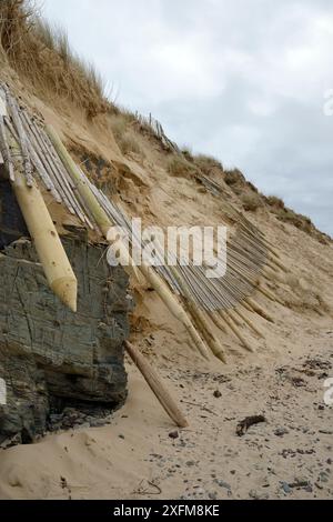 Sanddünen, die stark erodiert und Schutzzaun links unterbrochen durch Winterstürme und Gezeiten Überspannungen, Daymer Bay, Trebetherick, Cornwall, UK, März 2014. Stockfoto