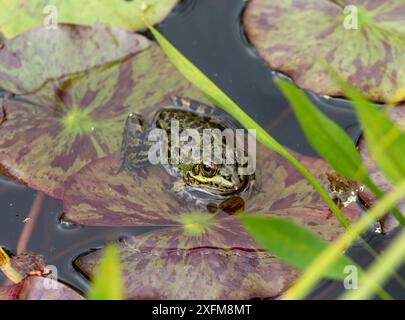 Perez's Frog (Pelophylax perezi) auf Seerosenpolster, Madeira. Stockfoto