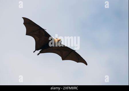 Seychellen-Obstfledermaus (Pteropus seychellensis), fliegend, Insel Mahe, Republik Seychellen Stockfoto