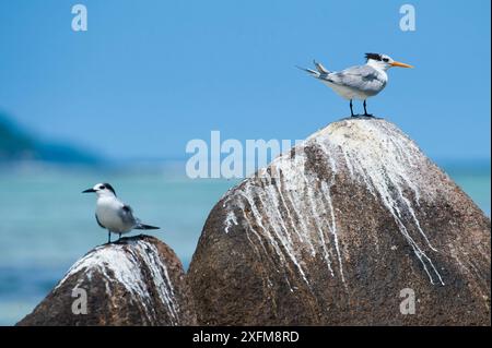 Seeschwalben (Sterna bengalensis) und seehunde (Sterna hirundo), Insel La Digue, Republik Seychellen Stockfoto