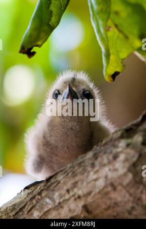 Feen-Tern (Gygis alba), Küken, Cousin Island, Republik Seychellen Stockfoto