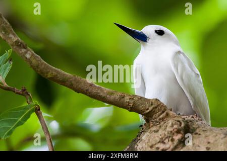 Feen-Tern (Gygis alba), Aride Island, Republik Seychellen Stockfoto