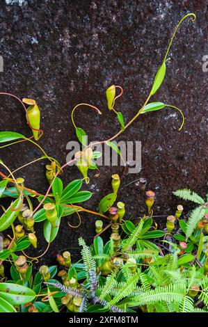 Seychellen Kannenpflanze (Nepenthes pervillei), Morne Seychelles National Park, Mahe Island, Republik Seychellen Stockfoto