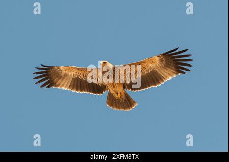 Östlicher Kaiseradler (Aquila heliaca), Jungvögel im Flug, Salalah, Sultanat Oman, Februar. Stockfoto