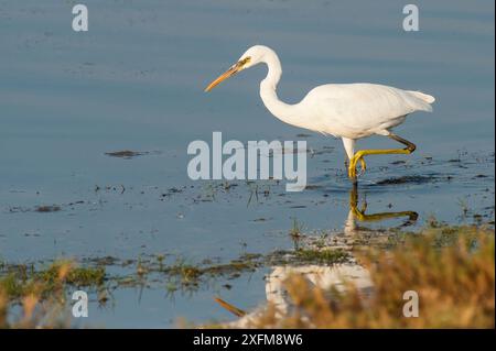 Westlicher Riffreiher (Egretta gularis), weißer Morph, auf der Suche in einer Lagune in der Nähe von Salalah, Sultanat Oman, Februar. Stockfoto