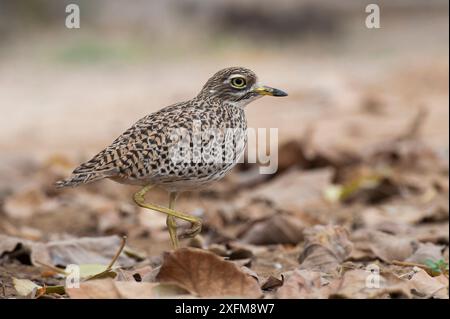 Geflecktes Dickknie (Burhinus capensis), Salalah, Sultanat Oman, Februar. Stockfoto