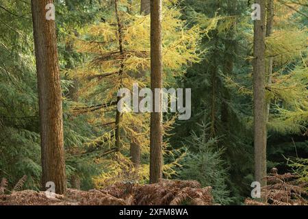 Mischwald in Mortimer Forest, Ludlow, Shropshire, Großbritannien Stockfoto