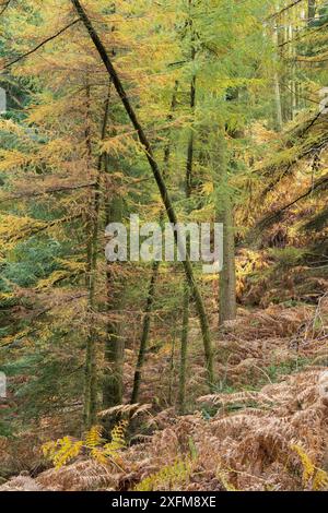 Mischwald in Mortimer Forest, Ludlow, Shropshire, Großbritannien Stockfoto