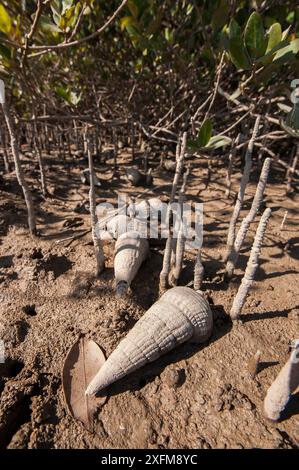 Mangrovenschnecken (Terebralia palustris) bei Ebbe zwischen Mangrovenwurzeln, Liwa, Sultanat von Oman, Januar. Stockfoto