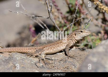 Weibliche Rieseneidechse (Gallotia stehlini), die sich auf vulkanischem Felsbrocken sonnt, Gran Canaria, Kanarische Inseln, Juni. Stockfoto
