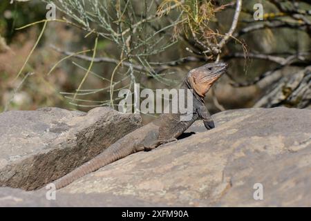 Männliche Gran Canaria Riesenechse (Gallotia stehlini), die sich auf vulkanischem Felsbrocken befindet, Gran Canaria, Kanarische Inseln, Juni. Stockfoto