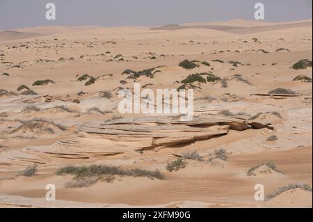 Typische Sandwüste mit Sandstein Aufschlüsse und spärliche Vegetation, Rimal Al Wahiba Wüste, Sultanat Oman, Februar. Stockfoto