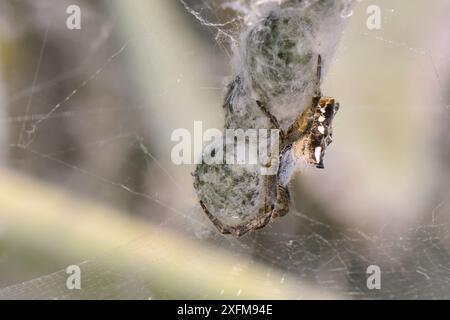 Weibliche tropische Zelt-Spinnen (Cyrtophora citricola), die eine Reihe von Eisäcken in einem Gemeinschaftsnetz bewacht, das einen Stab aus Feigenkaktus / Barbarenfeige (Opuntia Ficus-indica) umhüllt, Gran Canaria, Kanarische Inseln, Juni. Stockfoto