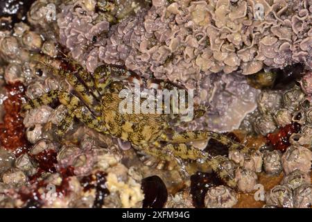 Marmorierte Felskrabbe (Pachygrapsus marmoratus), die sich auf der Felsenwand zwischen Nakeln, Muscheln, Anemonen und verkrusteten Rotalgen auf der Suche nach Gezeiten, Asturien, Spanien, August. Stockfoto