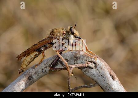 Hornet Robberfly (Asilus crabroniformis), männlich auf einem Stock, der nach Beute sucht, Picos de Europa Mountains, Asturien, Spanien, August. Stockfoto