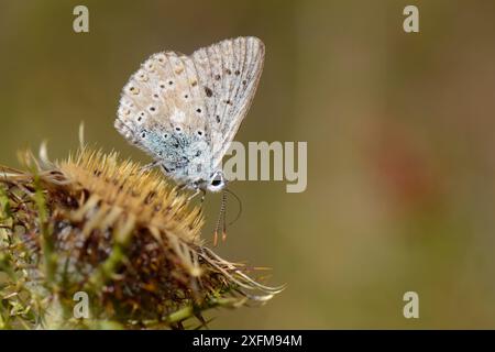 Chalkhill-blauer Schmetterling (Polyommatus coridon) Nektaring auf einer gestreiften Carline-Distel (Carlina corymbosa) Blüte, Picos de Europa Mountains, Spanien, August. Stockfoto