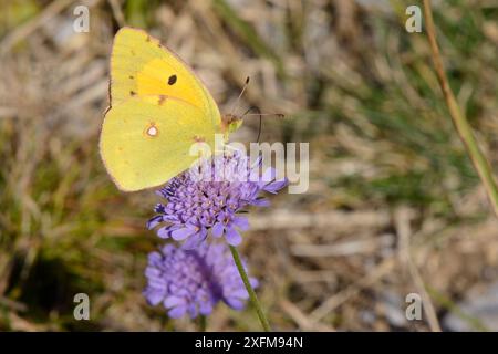 Getrübter gelber Schmetterling (Colias croceus), Nektaring auf einem Feld schmeichelhafte Blume (Knautia arvensis), Picos de Europa Mountains, Spanien, August. Stockfoto