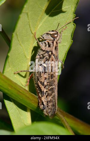 Kanarische Zangengrasschrecke (Calliptamus plebeius) auf einem Blatt ruhen, Gran Canaria, Kanarische Inseln, Juni. Stockfoto