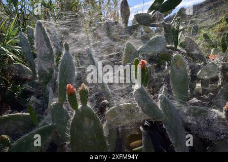 Tropische Zelt-Spinnennetze (Cyrtophora citricola) umhüllen einen großen Bestand von Feigenkaktus / Barbarenfeige (Opuntia Ficus-indica), Gran Canaria, Kanarische Inseln, Juni. Stockfoto