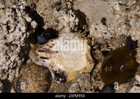 Pazifische Auster / Japanische Auster / Miyagi-Austern (Crassostrea gigas), die an Felsen zwischen Nakeln, Muscheln, Limpeten und Anemonen befestigt sind, bei Ebbe exponiert, Asturien, Spanien, August Stockfoto