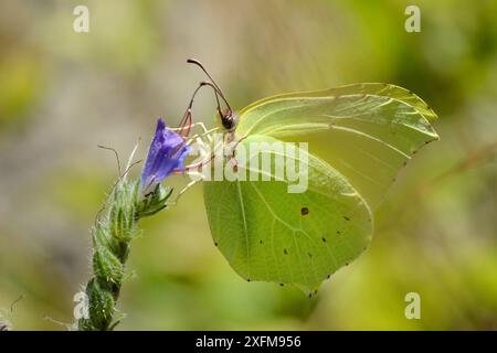 Schwefel-Schmetterling (Gonepteryx rhamni), Nektaring auf einer Viper's Bugloss Blume (Echium vulgare), Cares Gorge, Picos de Europa Mountains, Spanien, August. Stockfoto