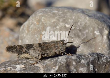 Blaugeflügelte Grashüpfer (Oedipoda caerulescens) gut getarnt auf einem Kalkstein, Picos de Europa Berge, Asturien, Spanien, August. Stockfoto