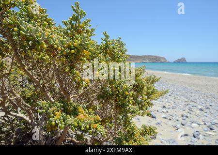 Weiße Bohnen Kapern (Zygophyllum Album), die an einem Strand wachsen, Xerokambos, Sitia, Kreta, Griechenland, Juli. Stockfoto