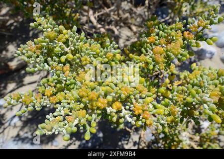 Weißer Bohnenstrauch (Zygophyllum Album), der an einem Strand mit Fruchtkapseln wächst, Xerokambos, Sitia, Kreta, Griechenland, Juli. Stockfoto