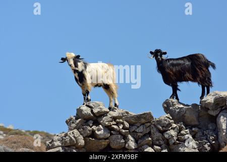 Hausziegen (Capra hircus), die in einer kühlenden Brise auf einer Steinmauer auf einem Hügel stehen, Kreta, Griechenland, Juli. Stockfoto