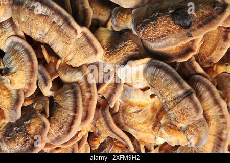 Fruchtkörper des Riesenpolyporenpilzes (Meripilus giganteus), der an der Basis einer Reifen Buche wächst. Dorset, UK Oktober. Stockfoto